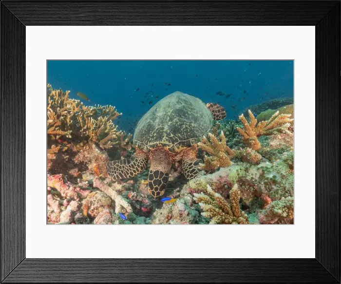 Framed Print : Hawksbill sea turtle at the Tubbataha Reefs national park Philippines