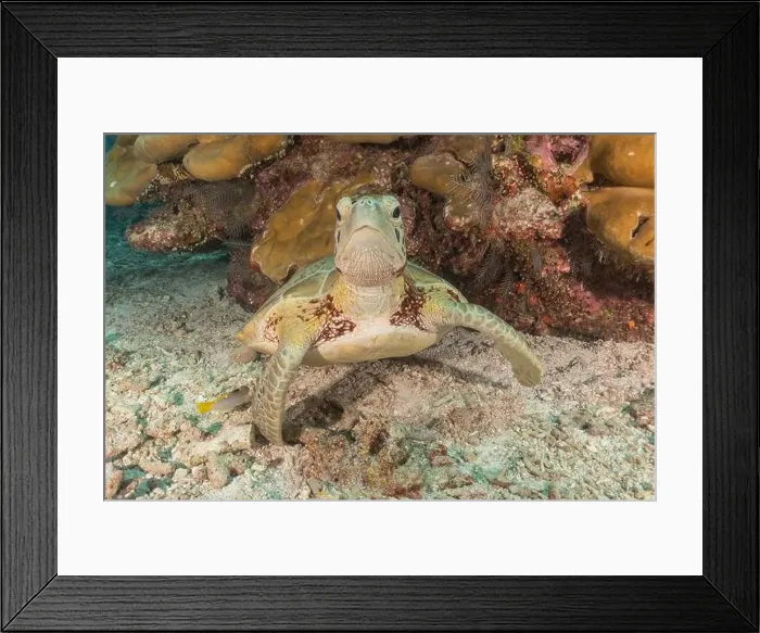 Framed Print : Hawksbill sea turtle at the Tubbataha Reefs national park Philippines
