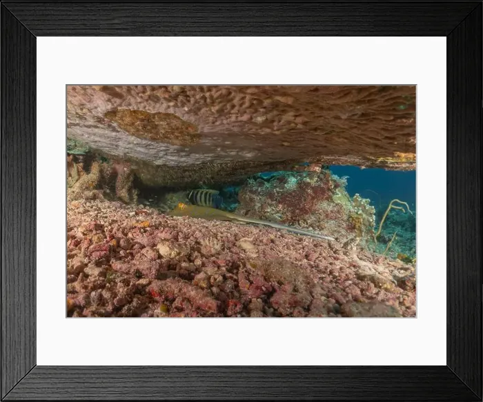 Framed Print : Blue-spotted stingray On the seabed at the Tubbataha Reefs National Park Philippines Framed Print : Blue-spotted stingray On the seabed at the Tubbataha Reefs National Park Philippines