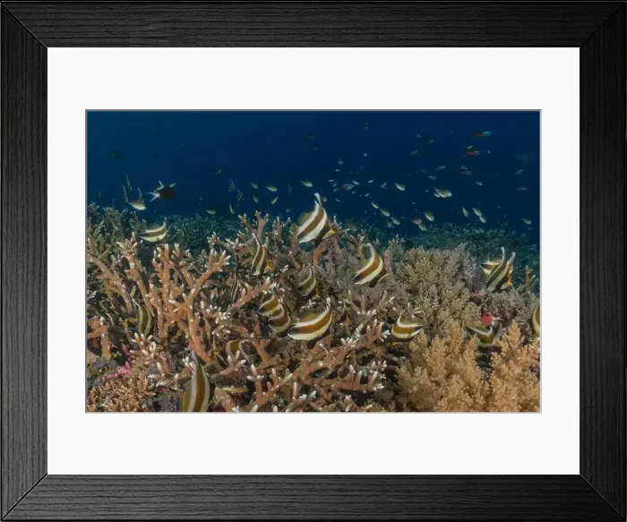 Framed Print : Fish swim at the Tubbataha Reefs national park Philippines
