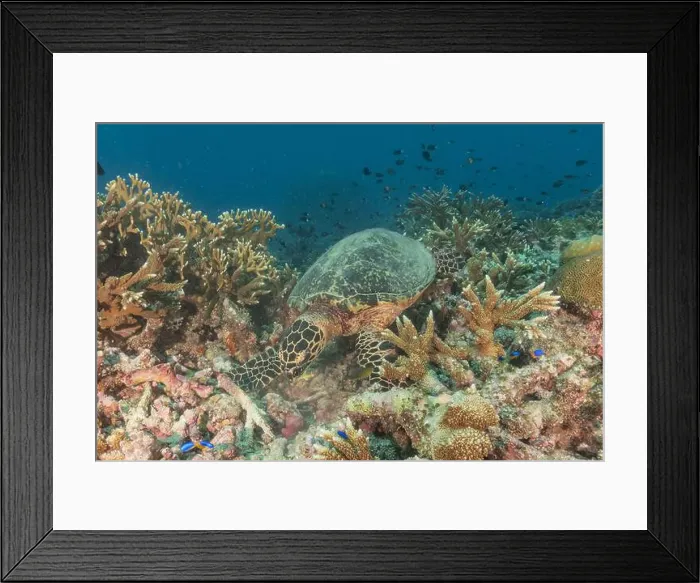 Framed Print : Hawksbill sea turtle at the Tubbataha Reefs national park Philippines