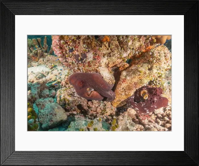 Framed Print : Octopus king of camouflage at the Tubbataha Reefs National Park Philippines