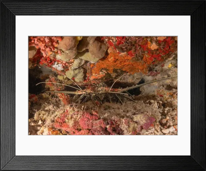Framed Print : Painted Lobster(Panulirus versicolor) at the Tubbataha Reef National Park Philippines Framed Print : Painted Lobster(Panulirus versicolor) at the Tubbataha Reef National Park Philippines