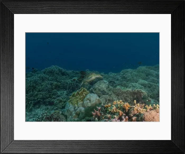 Framed Print : Hawksbill sea turtle at the Tubbataha Reefs national park Philippines Framed Print : Hawksbill sea turtle at the Tubbataha Reefs national park Philippines