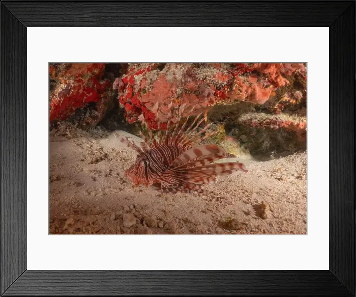 Framed Print : Lionfish in the Sea of the Philippines