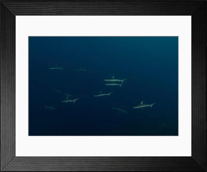 Framed Print : Thresher Shark swimming at the Tubbataha Reefs Philippines Framed Print : Thresher Shark swimming at the Tubbataha Reefs Philippines