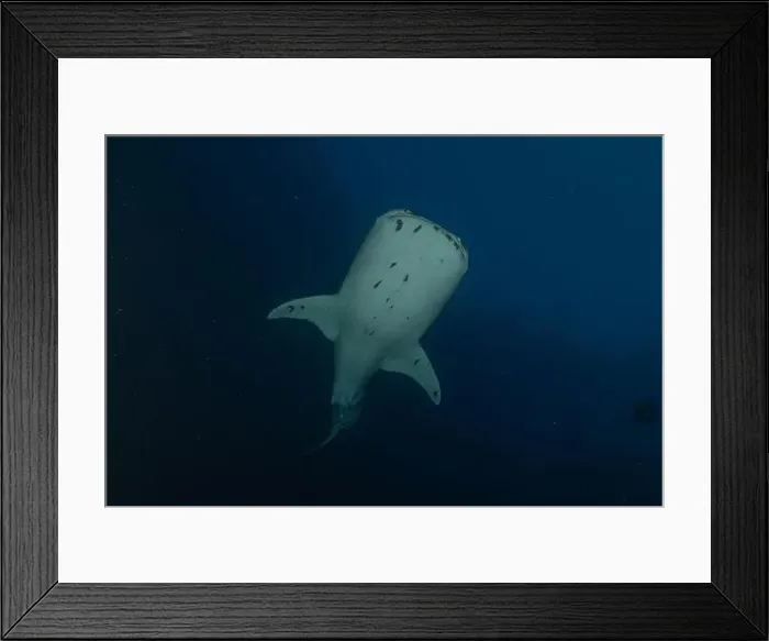 Framed Print : Whale shark at the Tubbataha Reef National Park Philippines Framed Print : Whale shark at the Tubbataha Reef National Park Philippines