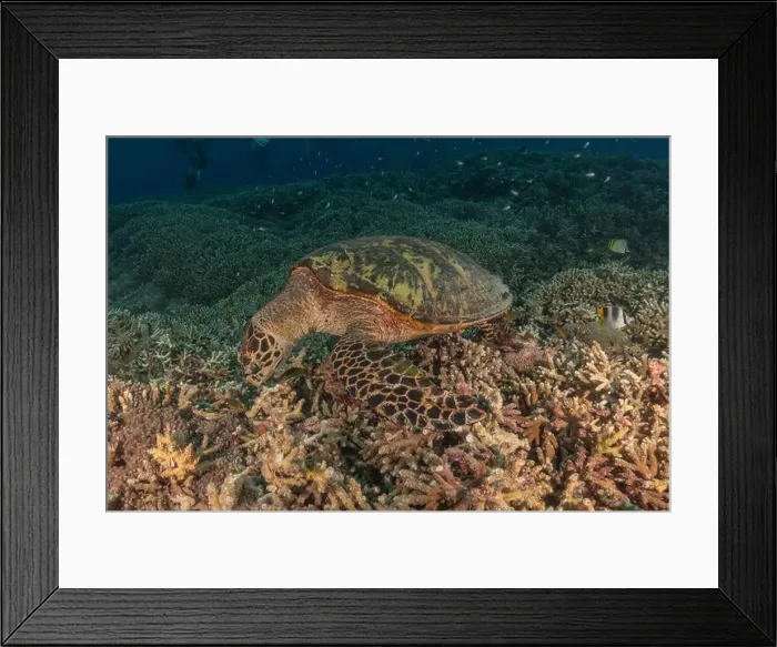 Framed Print : Hawksbill sea turtle at the Tubbataha Reefs national park Philippines Framed Print : Hawksbill sea turtle at the Tubbataha Reefs national park Philippines