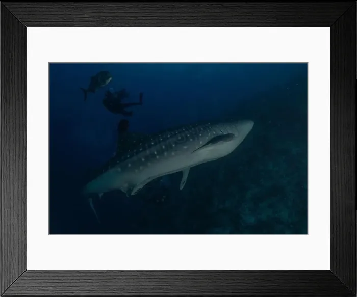 Framed Print : Whale shark at the Tubbataha Reef National Park Philippines Framed Print : Whale shark at the Tubbataha Reef National Park Philippines
