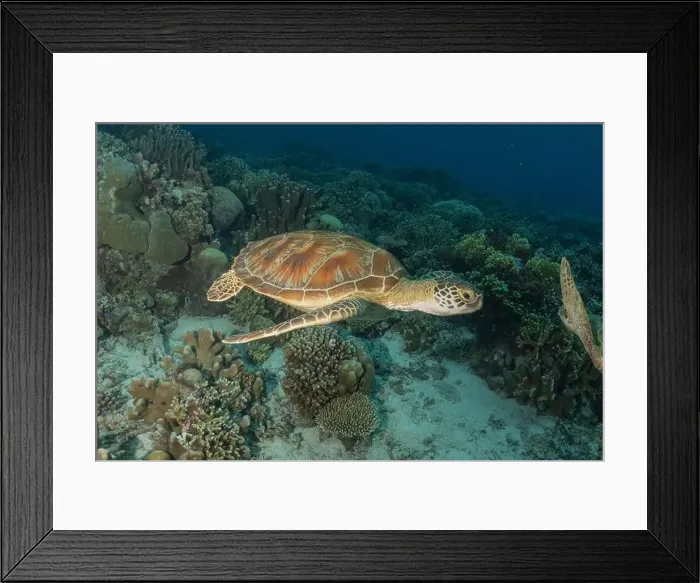 Framed Print : Hawksbill sea turtle at the Tubbataha Reefs national park Philippines Framed Print : Hawksbill sea turtle at the Tubbataha Reefs national park Philippines