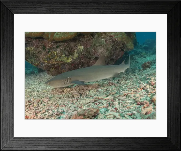 Framed Print : Thresher Shark swimming at the Tubbataha Reefs Philippines Framed Print : Thresher Shark swimming at the Tubbataha Reefs Philippines