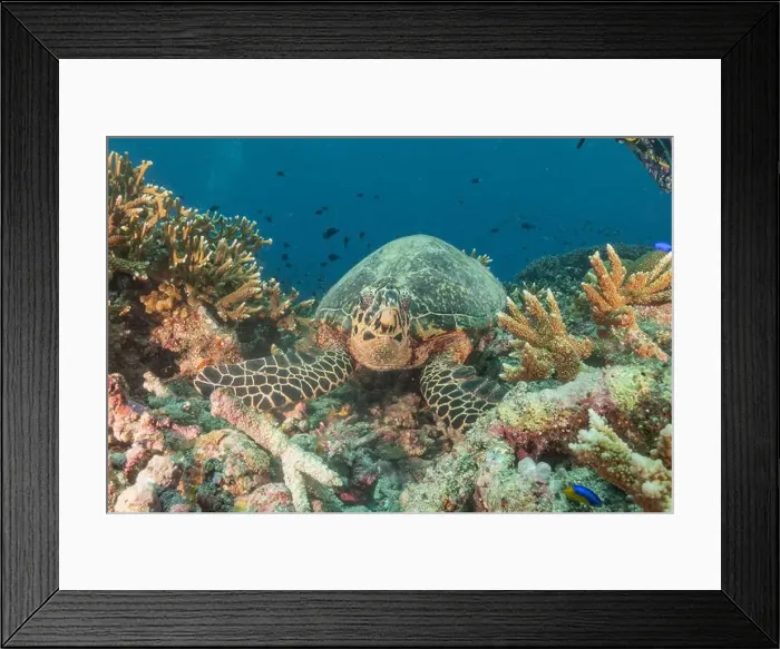 Framed Print : Hawksbill sea turtle at the Tubbataha Reefs national park Philippines Framed Print : Hawksbill sea turtle at the Tubbataha Reefs national park Philippines