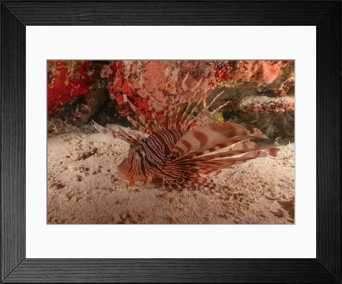 Framed Print : Lionfish in the Sea of the Philippines Framed Print : Lionfish in the Sea of the Philippines