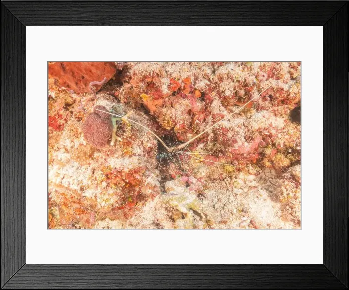 Framed Print : Painted Lobster(Panulirus versicolor) at the Tubbataha Reef National Park Philippines Framed Print : Painted Lobster(Panulirus versicolor) at the Tubbataha Reef National Park Philippines