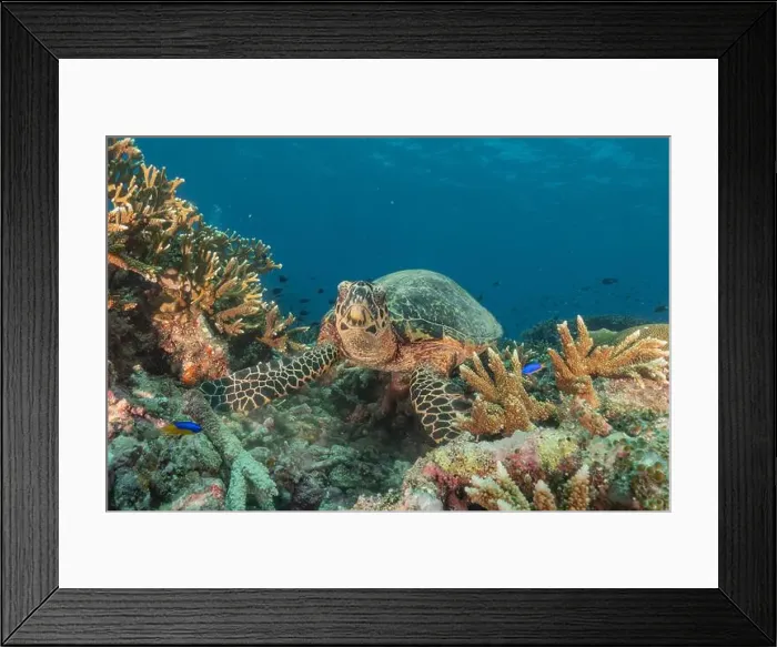 Framed Print : Hawksbill sea turtle at the Tubbataha Reefs national park Philippines Framed Print : Hawksbill sea turtle at the Tubbataha Reefs national park Philippines