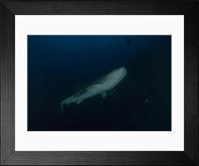 Framed Print : Whale shark at the Tubbataha Reef National Park Philippines Framed Print : Whale shark at the Tubbataha Reef National Park Philippines