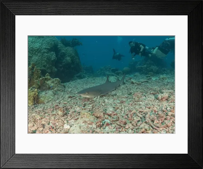 Framed Print : Thresher Shark swimming at the Tubbataha Reefs Philippines Framed Print : Thresher Shark swimming at the Tubbataha Reefs Philippines
