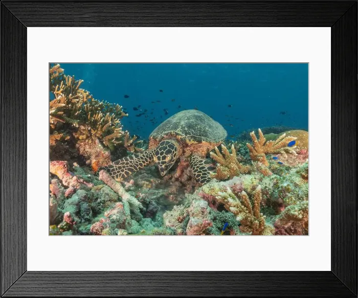Framed Print : Hawksbill sea turtle at the Tubbataha Reefs national park Philippines Framed Print : Hawksbill sea turtle at the Tubbataha Reefs national park Philippines