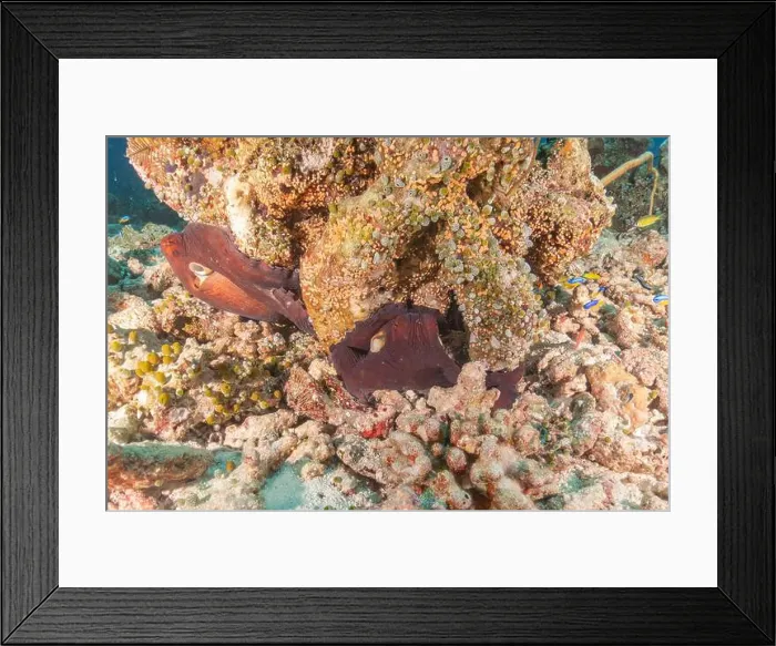 Framed Print : Octopus king of camouflage at the Tubbataha Reefs National Park Philippines Framed Print : Octopus king of camouflage at the Tubbataha Reefs National Park Philippines