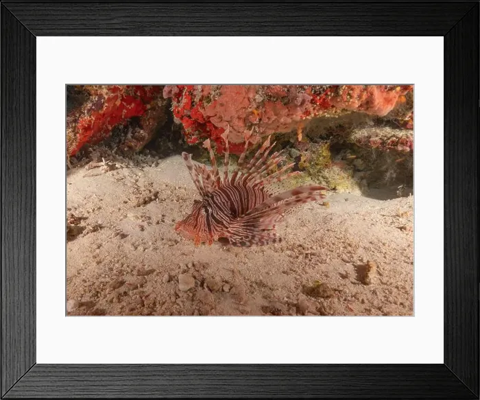 Framed Print : Lionfish in the Sea of the Philippines Framed Print : Lionfish in the Sea of the Philippines