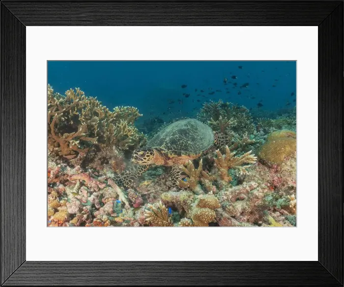 Framed Print : Hawksbill sea turtle at the Tubbataha Reefs national park Philippines Framed Print : Hawksbill sea turtle at the Tubbataha Reefs national park Philippines