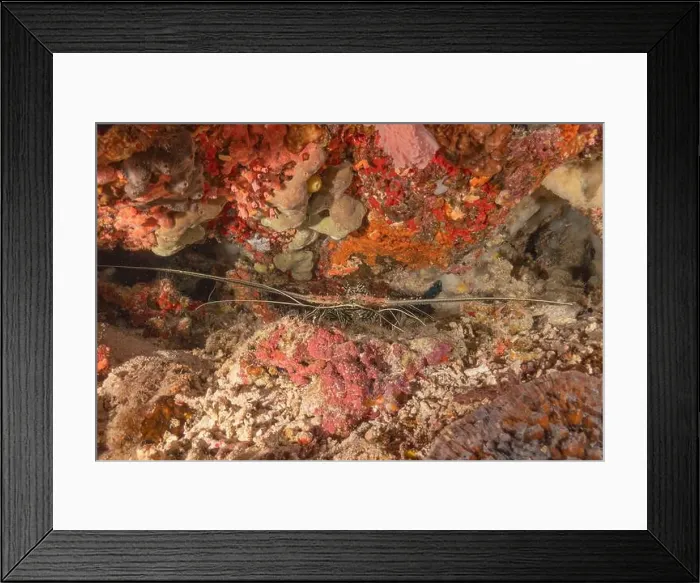 Framed Print : Painted Lobster(Panulirus versicolor) at the Tubbataha Reef National Park Philippines Framed Print : Painted Lobster(Panulirus versicolor) at the Tubbataha Reef National Park Philippines