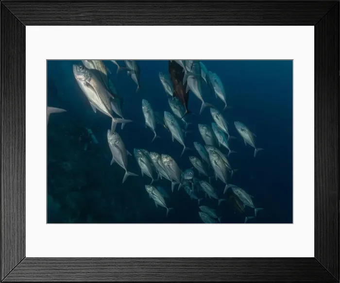 Framed Print : Fish swim at the Tubbataha Reefs national park Philippines Framed Print : Fish swim at the Tubbataha Reefs national park Philippines