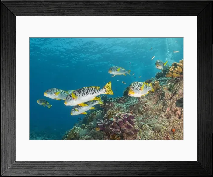 Framed Print : Fish swim at the Tubbataha Reefs national park Philippines Framed Print : Fish swim at the Tubbataha Reefs national park Philippines
