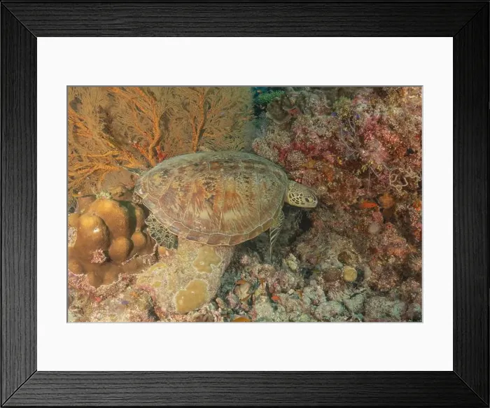Framed Print : Hawksbill sea turtle at the Tubbataha Reefs national park Philippines Framed Print : Hawksbill sea turtle at the Tubbataha Reefs national park Philippines
