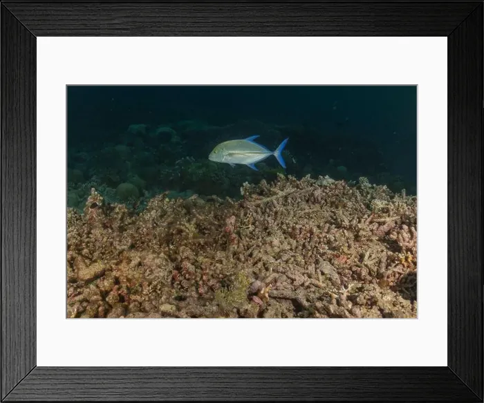 Framed Print : Fish swim at the Tubbataha Reefs national park Philippines Framed Print : Fish swim at the Tubbataha Reefs national park Philippines