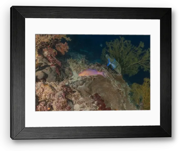 Framed Print : Fish swim at the Tubbataha Reefs national park Philippines Framed Print : Fish swim at the Tubbataha Reefs national park Philippines
