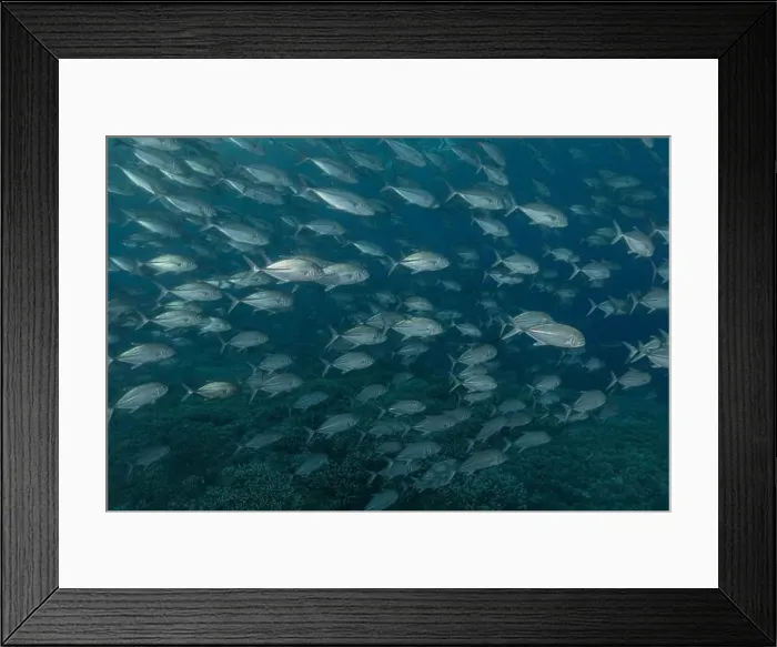 Framed Print : Fish swim at the Tubbataha Reefs national park Philippines Framed Print : Fish swim at the Tubbataha Reefs national park Philippines