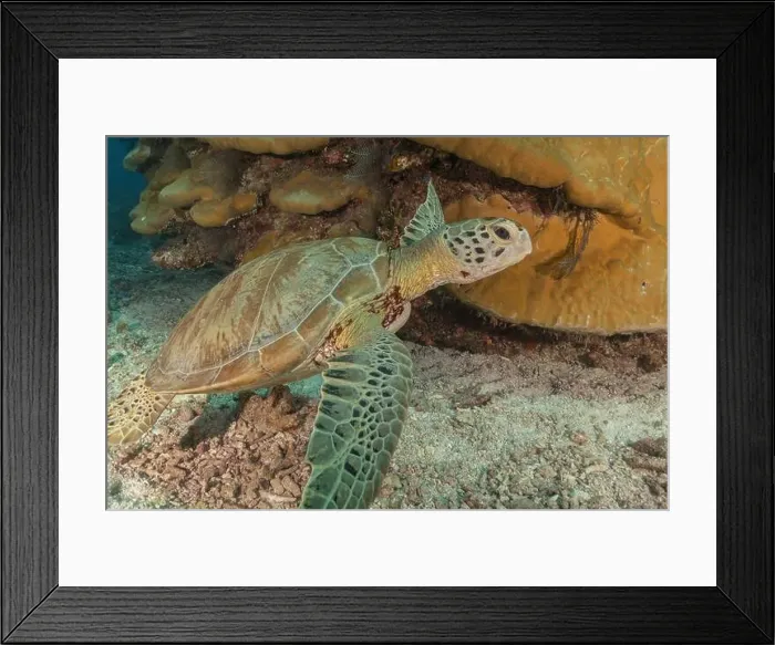 Framed Print : Hawksbill sea turtle at the Tubbataha Reefs national park Philippines Framed Print : Hawksbill sea turtle at the Tubbataha Reefs national park Philippines