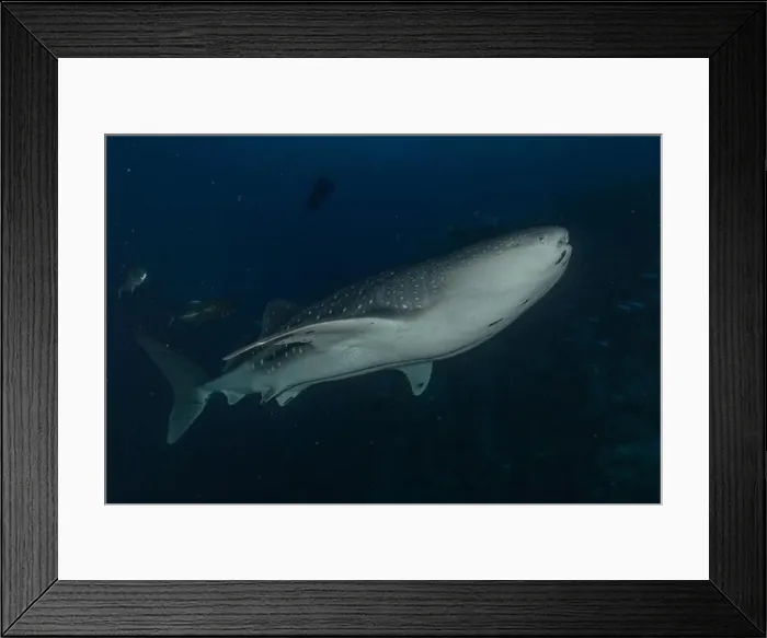 Framed Print : Whale shark at the Tubbataha Reef National Park Philippines Framed Print : Whale shark at the Tubbataha Reef National Park Philippines