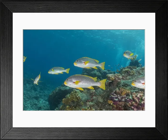 Framed Print : Fish swim at the Tubbataha Reefs national park Philippines Framed Print : Fish swim at the Tubbataha Reefs national park Philippines