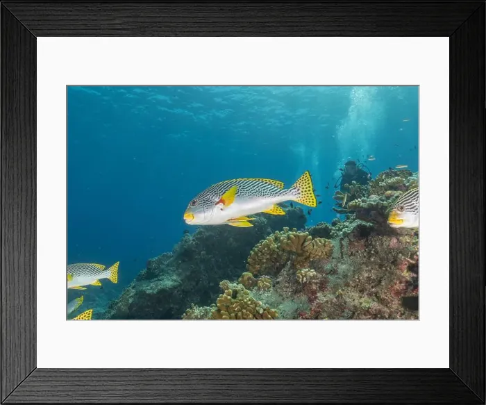 Framed Print : Fish swim at the Tubbataha Reefs national park Philippines Framed Print : Fish swim at the Tubbataha Reefs national park Philippines