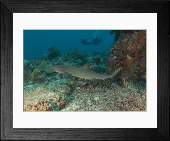 Framed Print : Thresher Shark swimming at the Tubbataha Reefs Philippines Framed Print : Thresher Shark swimming at the Tubbataha Reefs Philippines