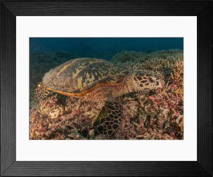 Framed Print : Hawksbill sea turtle at the Tubbataha Reefs national park Philippines