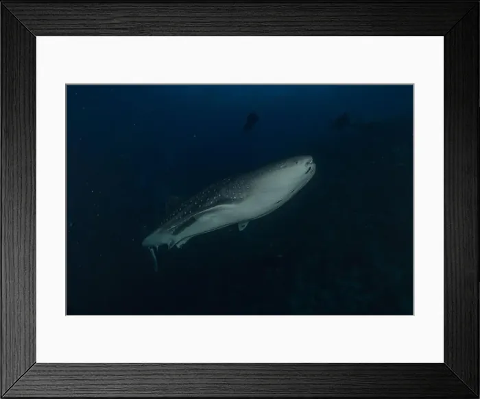 Framed Print : Whale shark at the Tubbataha Reef National Park Philippines Framed Print : Whale shark at the Tubbataha Reef National Park Philippines