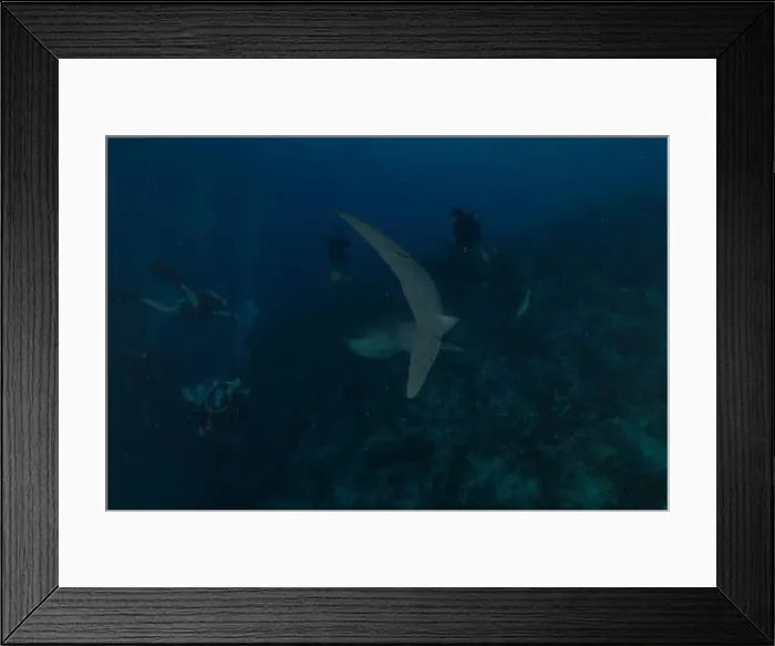 Framed Print : Whale shark at the Tubbataha Reef National Park Philippines Framed Print : Whale shark at the Tubbataha Reef National Park Philippines