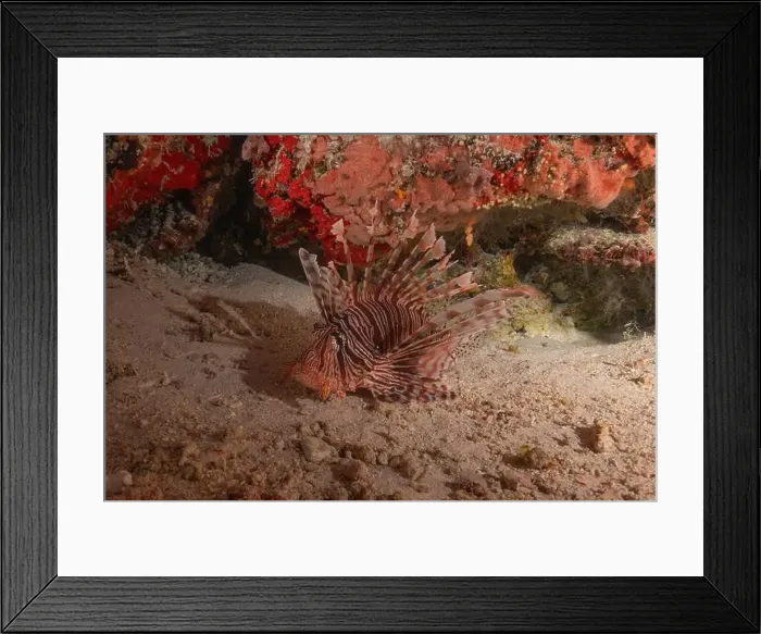Framed Print : Lionfish in the Sea of the Philippines Framed Print : Lionfish in the Sea of the Philippines