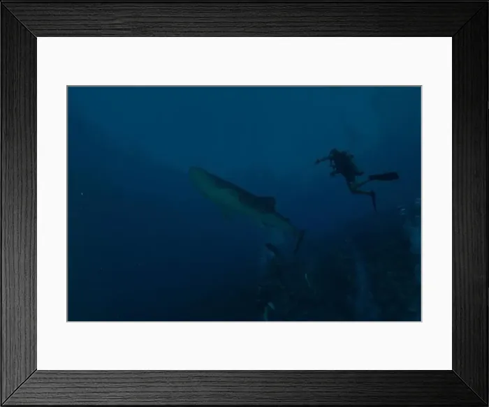 Framed Print : Whale shark at the Tubbataha Reef National Park Philippines Framed Print : Whale shark at the Tubbataha Reef National Park Philippines