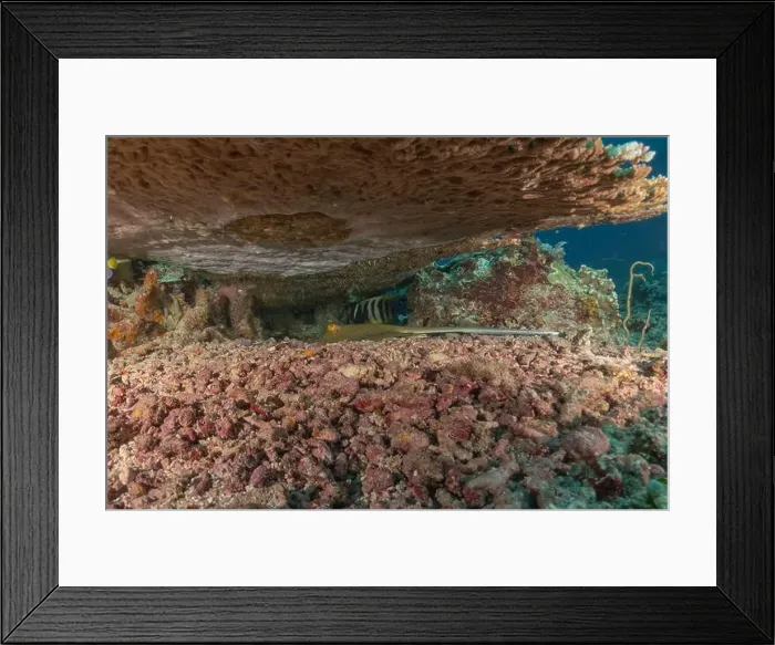 Framed Print : Blue-spotted stingray On the seabed at the Tubbataha Reefs National Park Philippines Framed Print : Blue-spotted stingray On the seabed at the Tubbataha Reefs National Park Philippines