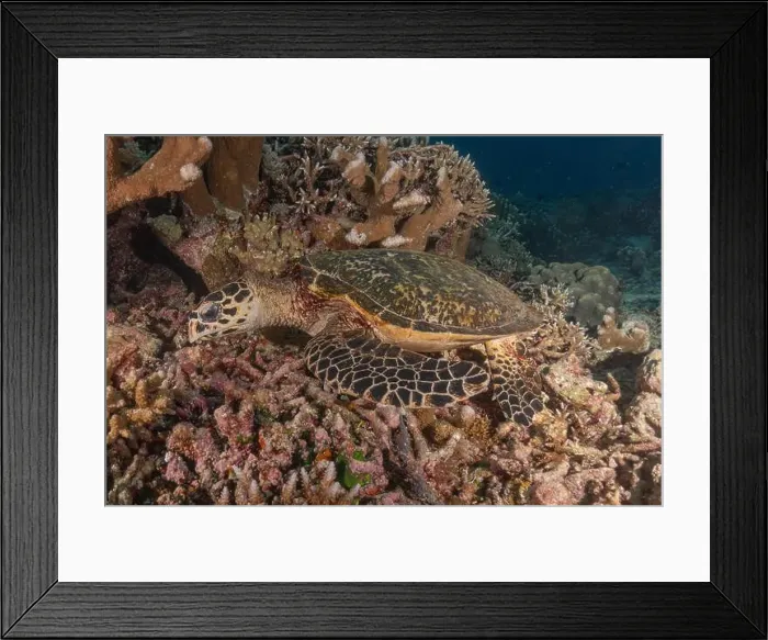 Framed Print : Hawksbill sea turtle at the Tubbataha Reefs national park Philippines Framed Print : Hawksbill sea turtle at the Tubbataha Reefs national park Philippines