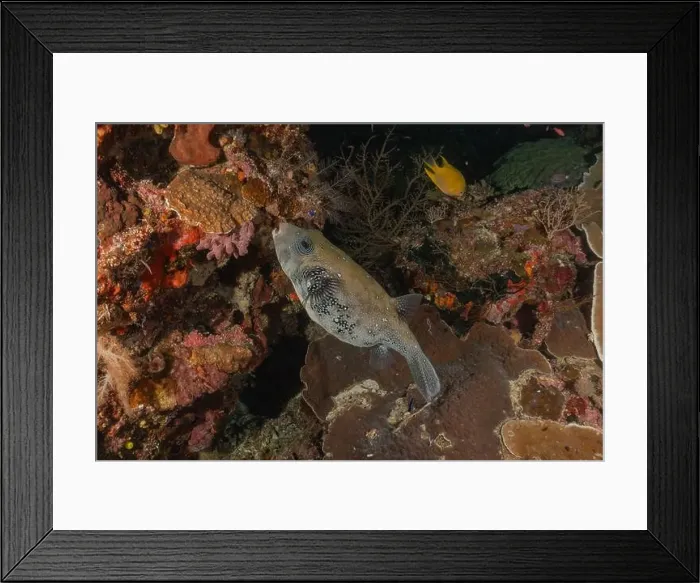 Framed Print : Fish swim at the Tubbataha Reefs national park Philippines Framed Print : Fish swim at the Tubbataha Reefs national park Philippines