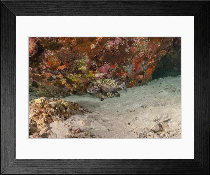 Framed Print : Fish swim at the Tubbataha Reefs national park Philippines Framed Print : Fish swim at the Tubbataha Reefs national park Philippines