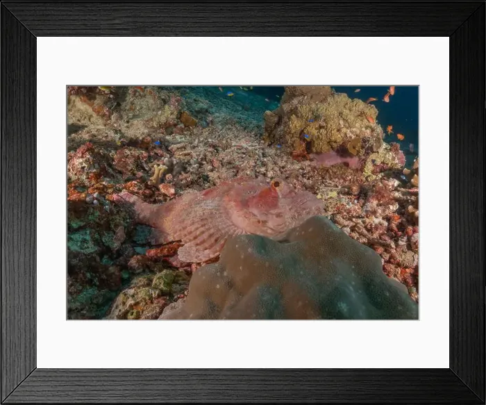 Framed Print : Fish swim at the Tubbataha Reefs national park Philippines Framed Print : Fish swim at the Tubbataha Reefs national park Philippines