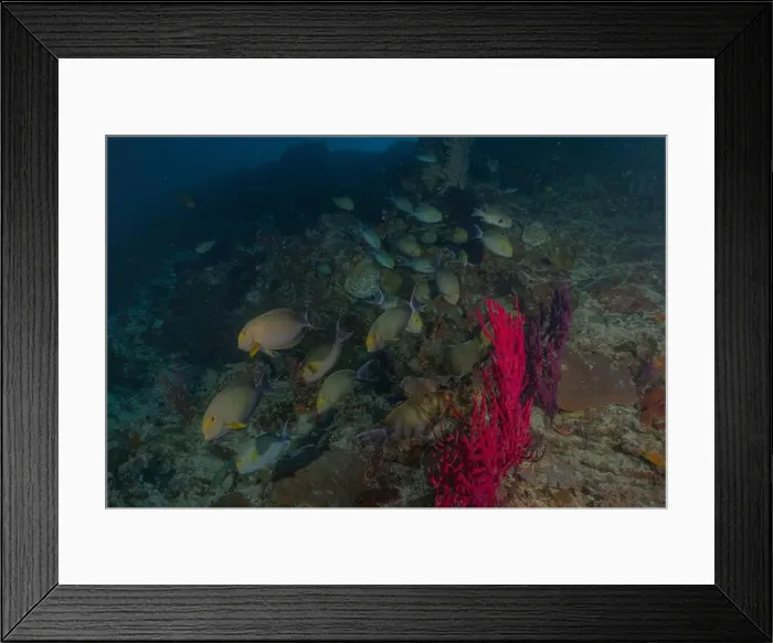 Framed Print : Fish swim at the Tubbataha Reefs national park Philippines Framed Print : Fish swim at the Tubbataha Reefs national park Philippines
