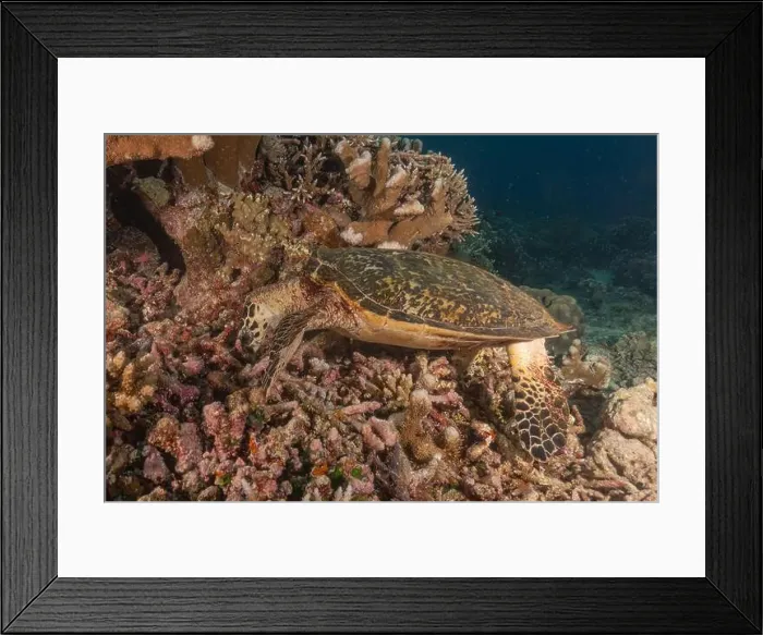 Framed Print : Hawksbill sea turtle at the Tubbataha Reefs national park Philippines Framed Print : Hawksbill sea turtle at the Tubbataha Reefs national park Philippines