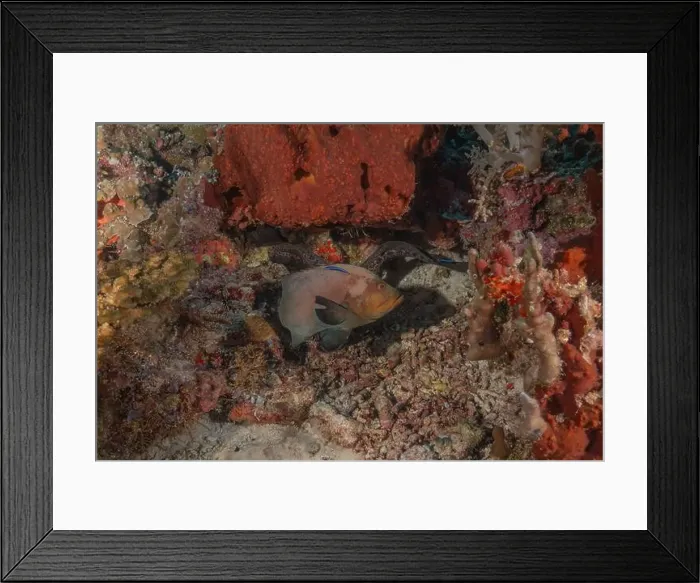 Framed Print : Fish swim at the Tubbataha Reefs national park Philippines
